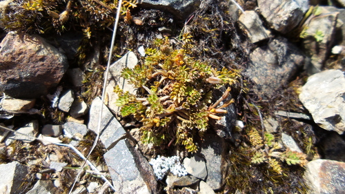 Chaerophyllum colensoi (Hook.fil.) K.F.Chung