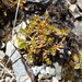 Chaerophyllum colensoi - Photo (c) Nick Saville, todos os direitos reservados, uploaded by Nick Saville