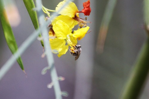 photo of Cellophane Bees (Colletes)