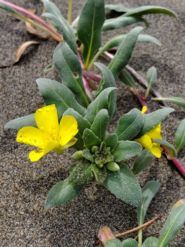 Camissoniopsis cheiranthifolia ssp. cheiranthifolia