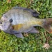 Coppernose Bluegill - Photo (c) Ray Wilhite, all rights reserved, uploaded by Ray Wilhite