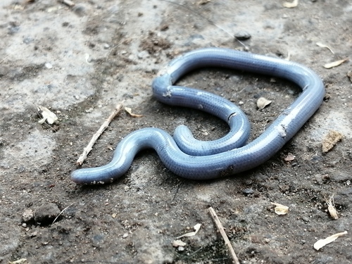 Brahminy Blindsnake