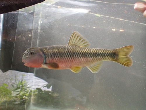 River Chub