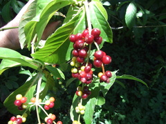 Image of Psychotria viridis