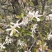 Feretia apodanthera - Photo (c) lorenzhg, todos los derechos reservados