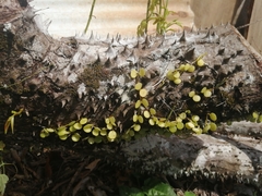 Peperomia cyclophylla image