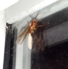 Apoica pallens image