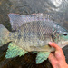 Blue Tilapia - Photo (c) species_spotlight, all rights reserved, uploaded by species_spotlight