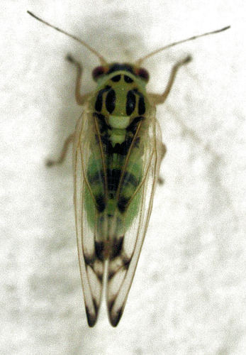 ash psyllid