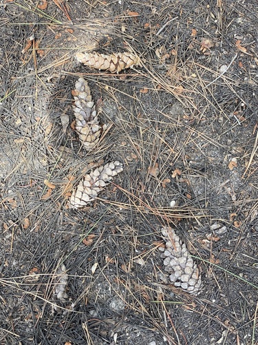 iNaturalist observation 2021-04-29