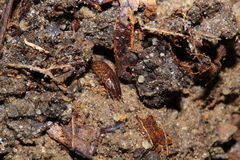 Chaetophiloscia sicula image