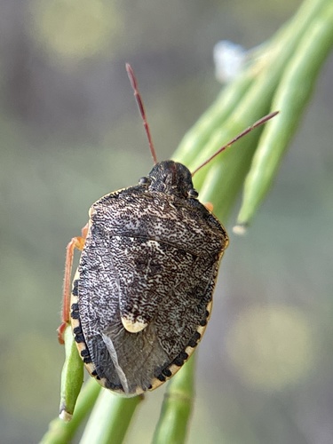 Holcostethus abbreviatus Uhler, 1872