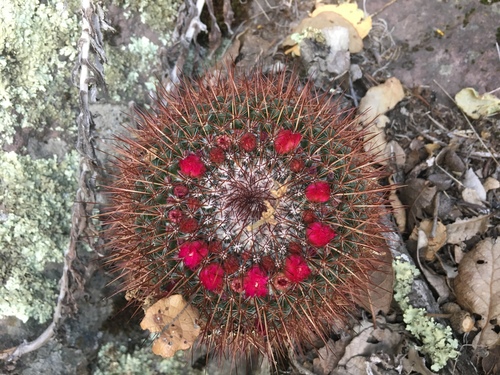 Rainbow Pincushion