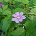 Rubus arcticus - Photo (c) Oyuntsetseg Batlai, όλα τα δικαιώματα διατηρούνται, uploaded by Oyuntsetseg Batlai