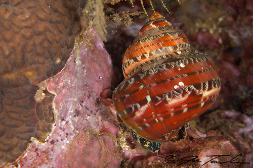 Tapestry Turban Snail