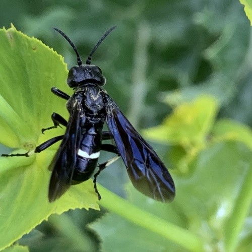How to identify Tenthredo bifasciata O.F.Muller, 1766
