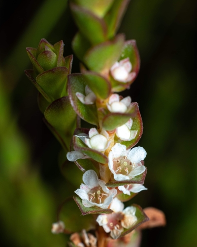 Baeckea imbricata (Gaertn.) Druce
