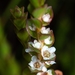 Baeckea imbricata - Photo (c) Sebastian Alker, todos los derechos reservados, subido por Sebastian Alker