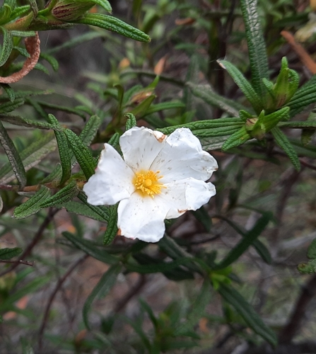 Montpellier Cistus