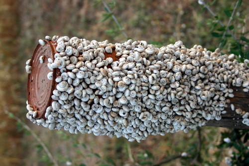 Xeropicta derbentina