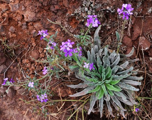 Matthiola maderensis