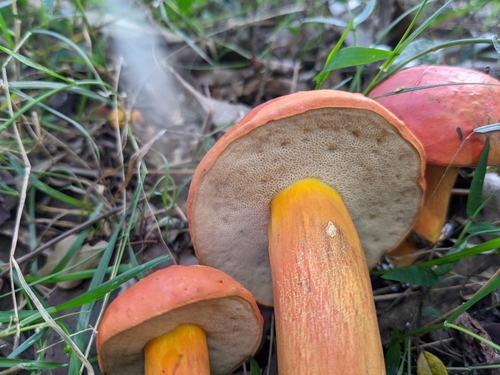 Burnt-orange Bolete