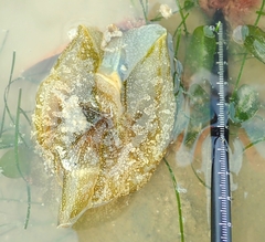 Aplysia oculifera image