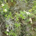 Spiraea hypericifolia obovata - Photo (c) Carlos Mendía Eslava, כל הזכויות שמורות, הועלה על ידי Carlos Mendía Eslava