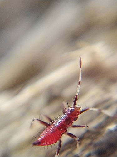 Raudonoji Žolblakė nuotrauka