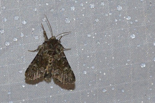 Lasionycta phaea