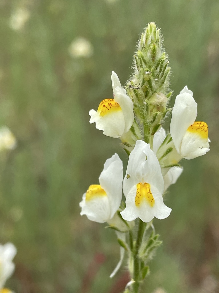 Linaria multicaulis (Linaria multicaulis)