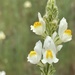 Linaria multicaulis - Photo (c) Francis Parthenicum, all rights reserved, uploaded by Francis Parthenicum