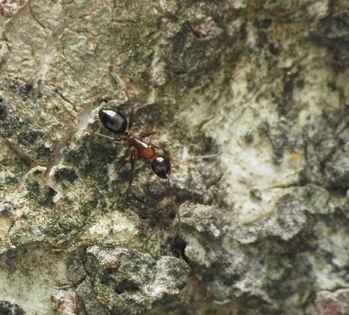 赖氏弓背蚁Camponotus lighti