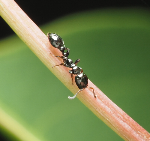 艾氏细长蚁Tetraponera aitkenii