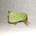 Green Rice Moth - Photo (c) Cheryl Stinchcomb, all rights reserved, uploaded by Cheryl Stinchcomb