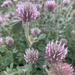Trifolium hirtum - Photo (c) ASBioGetafe Explorer, todos los derechos reservados, uploaded by ASBioGetafe Explorer