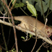 Phalanger orientalis - Photo (c) Martin Mandák, כל הזכויות שמורות, הועלה על ידי Martin Mandák