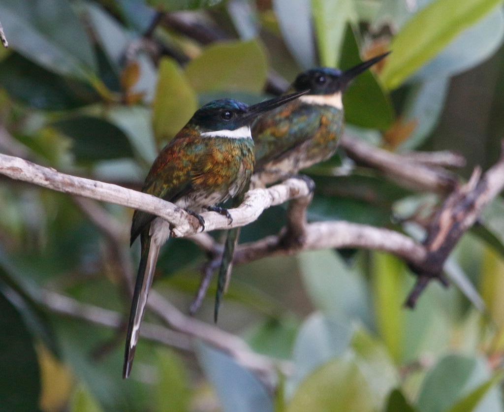 Bronzy Jacamar (Galbula leucogastra) photo