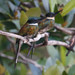 Bronzy Jacamar - Photo (c) Thomas A. Driscoll, all rights reserved, uploaded by Thomas A. Driscoll
