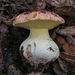 Pink-capped Oak Butter Bolete - Photo (c) naturalisttrent, all rights reserved, uploaded by naturalisttrent