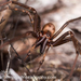 Sheetweb Spiders - Photo (c) Danilo Hegg, all rights reserved, uploaded by Danilo Hegg