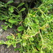 Coastal Cress - Photo (c) Melissa Hutchison, all rights reserved, uploaded by Melissa Hutchison