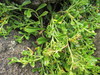 Coastal Cress - Photo (c) Melissa Hutchison, all rights reserved, uploaded by Melissa Hutchison