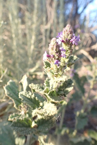 iNaturalist observation photo of western vervain