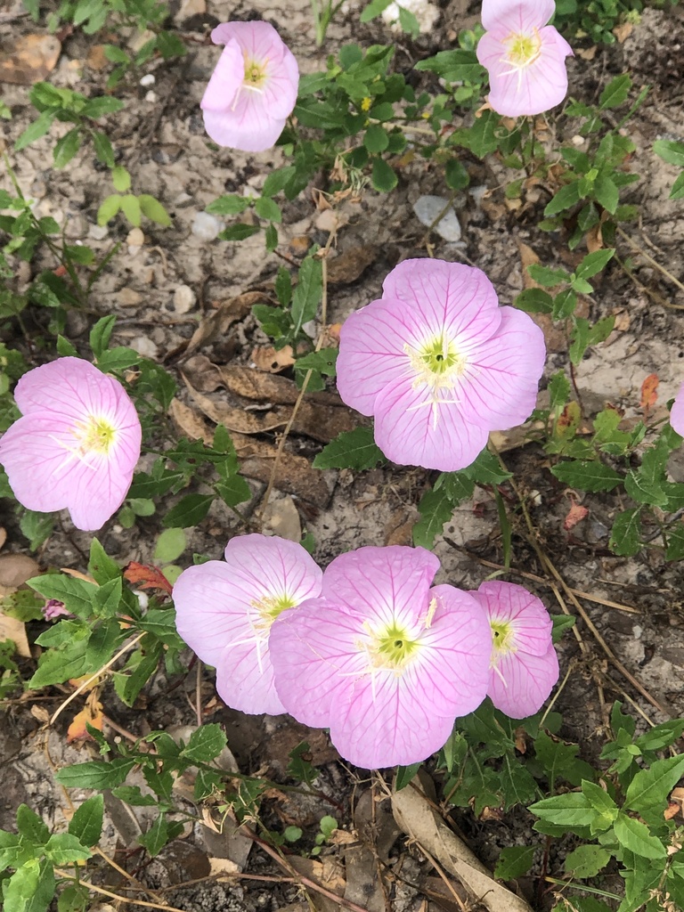 Pinkladies from Bayou Paul Ln, Saint Gabriel, LA, US on May 01, 2021 at