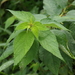 Boehmeria nivea tenacissima - Photo (c) greenlapwing, כל הזכויות שמורות, הועלה על ידי greenlapwing