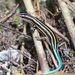 Pacific Bluetail Skink - Photo (c) Martin Mandák, all rights reserved, uploaded by Martin Mandák