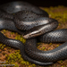Ornate Wolf Snake - Photo (c) Robin James, all rights reserved, uploaded by Robin James