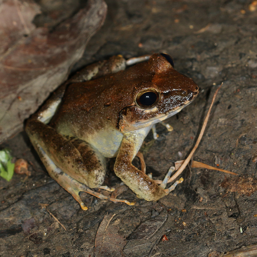 Cornufer papuensis · iNaturalist