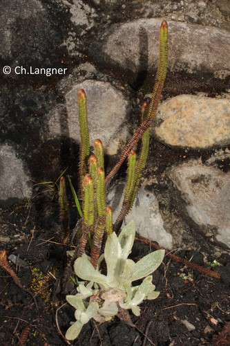 Jamesonia goudotii